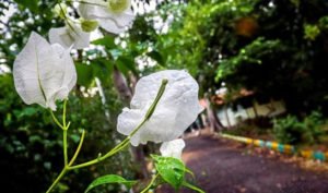 The Pondicherry Botanical Garden