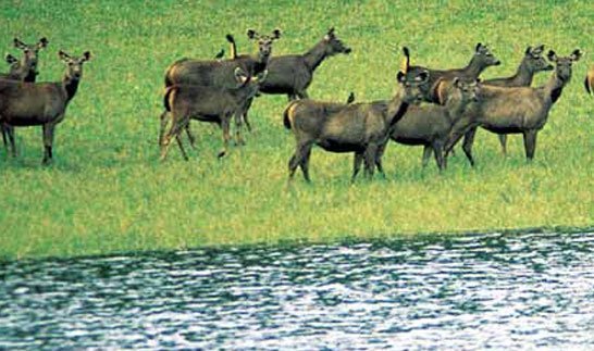 Bandipur National Park – South Indian Tour